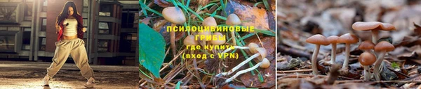 кокс Елизово